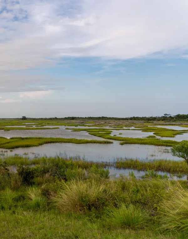 A wide salt marsh of pools and grass stretching to a low horizon.