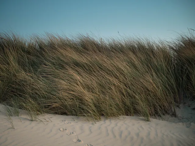 Marram grass bending over a sand dune at Gun Hill.