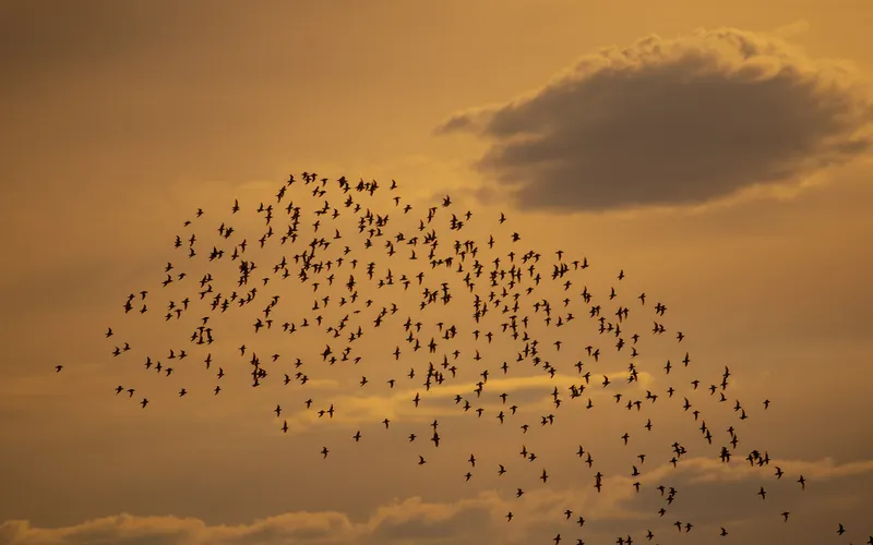 A flock of starlings wheeling against an amber evening sky.